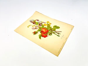 Vintage Antique JL PREVOST Floral Flower Lithograph Print SIDNEY Z. LUCAS 5048 - Picture 1 of 6