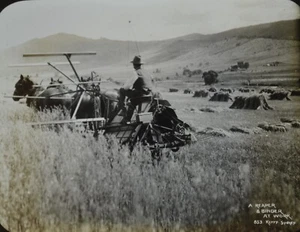 Magic Lantern Slide Photo Australia Social History Horse Drw Reaper Binder Kerry - Picture 1 of 3