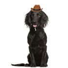 Pet Cat Hat Headwear Small Dog Costumes for Halloween Cowboy