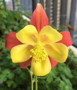 Columbine home-grown seeds for fast sale - Picture 1 of 2