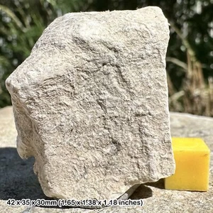 Stylimis Turtle Shell Fragment Fossil - Oligocene; 30 Million Yrs, South - Picture 1 of 1