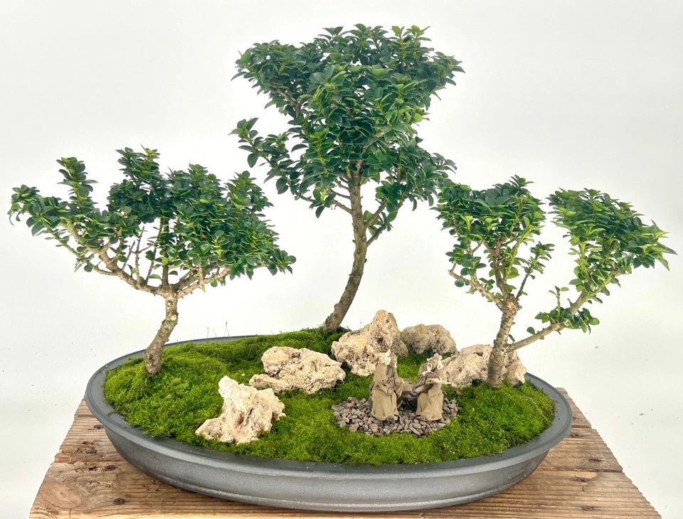 Japanese Dwarf Pagoda Holly Three Tree Forest Group Outdoor Evergreen Plant - Image 1 of 1