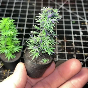 Planta en maceta miniatura 1/12🪴 para figuras de acción - Planta de malezas escala 1:12🌱 (PERSONALIZADA)💭 - Imagen 1 de 19