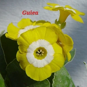 Guinea Aurikel Alpenaurikel Primel Primula X Pupescens Primula X Aurikula - Bild 1 von 1