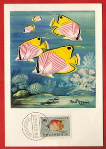 1955-FDC CP 1°JOUR-MOZAMBIQUE-ILLUSTR.M.BOURGEOIS-POISSON PAPILLON - Foto 1 di 2