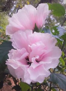 LIVE PLANT DOUBLE SOLID PINK FLOWERS 1/2' to 1' ALTHEA ROSE OF SHARON HIBISCUS