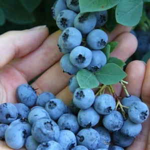2.5 Qt. Blue Jay Blueberry Live Plant with Sweet, Large Berries - Picture 1 of 2