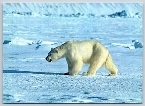 Postal Oso Polar Noruega Isbjørn Ursus maritimus - Dr. Gjelland - Imagen 1 de 2