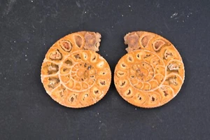 Ammonite Perisphinctes coupé en deux polie 47mm amonite fossile - Picture 1 of 7