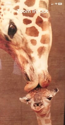 20W"x23H" MAKULU by RON D’RAINE - MOM BABY GIRAFFES FIRST KISS - Image 1 of 4