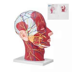 Modelo Neurovascular Superficial Media Cabeza Humana VEVOR con Musculatura, Vida 1:1 - Imagen 1 de 1
