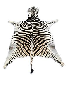 Real Zebra Skin Rug Size: 7x6 feet NEW Burchell's Hide Zebra Rug #127