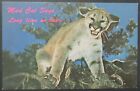 Mountain Lion Mad Cat Says Long Time No Hear Vintage Postcard Unposted