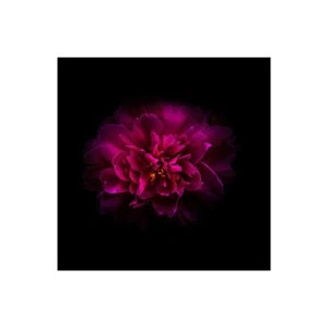 Stampa su Tela su Carta Poster o Quadro Carson Brian Red Peony - Picture 1 of 2