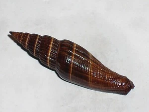 VEXILLUM CURVILIRATUM SPECIAL BLACK, ORANGE BANDED - Picture 1 of 2
