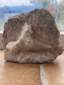 Fossiler Haifischzahn Otodus Obliquus aus Marokko - Bild 1 von 8