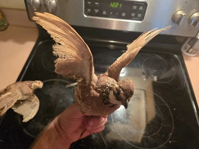 БОБ БЕЛЫЙ ПЕРЕПЕЛ ТАКСИДЕРМИЯ - Изображение 1 из 4