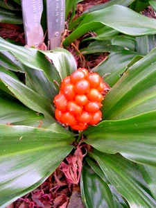 12 JAPANISCHE HEILIGE LILIENSAMEN - Rohdea japonica - Bild 1 von 7