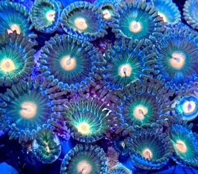 live coral Citrus Zoanthids by "coralSLover"