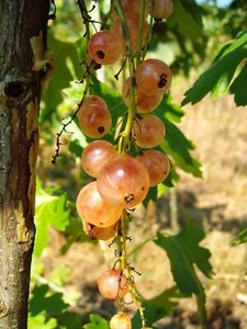 Johannisbeere 'Rosetta' - Picture 1 of 3