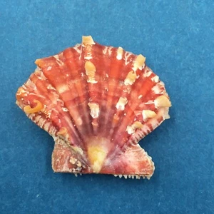 #2 Mirapecten mirificus 26.5mm Negros Island, Philippines, Dived, 10m - Picture 1 of 2