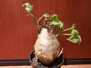 Cyphostemma uter var. macropus, caudex, rareza, planta rara, ¡caudiciforme! - Imagen 1 de 21