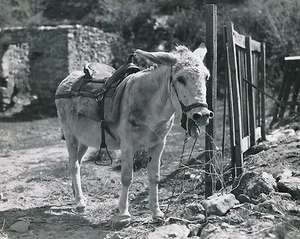 ÂNE SELLÉ c. 1950 -  Mule Mulet Baudet  Grand Format - CH 82 - Picture 1 of 2