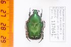 Protaetia (Netocia) proctotricha Kazakhstan Scarabaeidae A1 13764