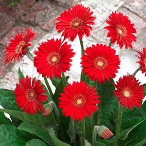 Gerbera Garvinea 'Sweet Love' - PREMIUM garden plant in 2 Litre pot - Picture 1 of 3