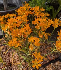 Ornithogalum dubium BLÜTENGRÖSSE! DREI Pflanzen Zwiebeln IM BLATT! ORANGENBLUME! - Bild 1 von 13