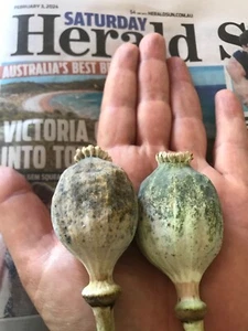 TURKISH GIANTS 25+ (PAPAVER S.) POPPY SEEDS PLUS 3000 AUS BEST MIX! - Picture 1 of 24