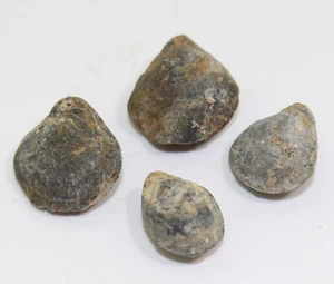 Brachiopoden, Habrobrochus subsella, Jura, Kimmeridge, Kalkriese, GER -a764 - Picture 1 of 8