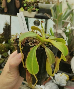 Nepenthes veitchii X lowii - RARE HYBRID - Foto 1 di 1