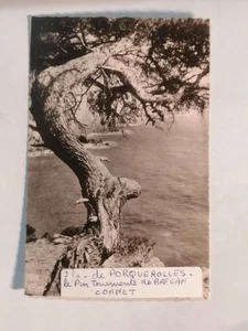 CPA 83 Ile de PORQUEROLLES - Le Pin - Imagen 1 de 2