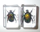 Spotted Green & Green Rose Chafer Beetle Specimen Set in 2 Clear small Block