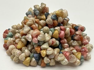 24 inch Multi Color Beach Sea Shell Necklace Handmade - Picture 1 of 9
