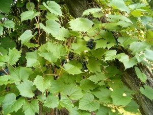 Riparian Vitis riparia grape rootstock plants bare roots 河岸葡萄葡萄砧木苗 US seller - Picture 1 of 2