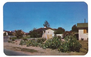 Tucson Arizona blühender Kaktusfeigenkaktus Garten Jack Taylor Postkarte - Bild 1 von 2