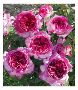 BALDUR Garten Parfum-Rose Thierry Marx®, 1 Pflanze, rosa Blüten - Bild 1 von 4