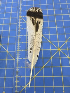 Z135 Single Hybrid Turkey Tail Feather Faux Eagle - Picture 1 of 1