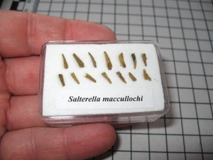 Cambrian Small Shelly Fauna fossils Pioche Salterella matrix free display #2 - Picture 1 of 5