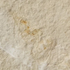 Snail Shell Fossil (Faint) - Turitella? - Green River Fm. - Kemmerer, WY - Picture 1 of 7