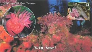 4423e 44c - ROCK FISH & ANEMONE - Patricia J. Walker cachet #2 of 2  - Picture 1 of 2
