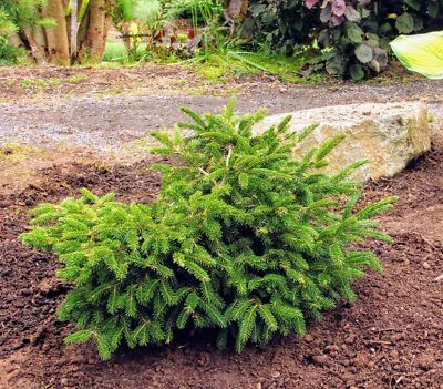 Picea orientalis 'Ferny Creek Prostrate' - Oriental Spruce *Live Plant - Image 1 of 3