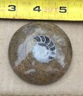 Ammonite cabochon 2 1/2 inches round