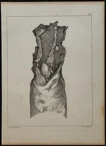 1839 - Board D Anatomy - Die And Vaginal D'Female Donkey - Lithography - Picture 1 of 3