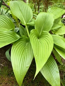 Hosta ‘ Hammurabi ’ Plantain Lily Plant Shipping Spring 2025 - Picture 1 of 2