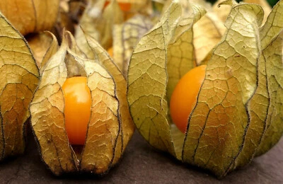 1000 Samen echte Andenbeere Physalis Kapstachelbeere Inkapflaume mehrjährig - Bild 1 von 4