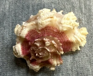 *Angaria delphinus aculeata (w/Operculum) 30.5mm !!! - Picture 1 of 3