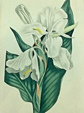 SWEET SCENTED GARLAND FLOWER PLANT 1804 Antique Print Original Curtis Botanical
